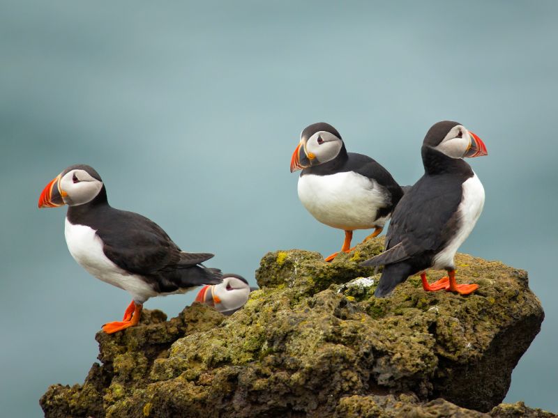 Birdwatching Europe