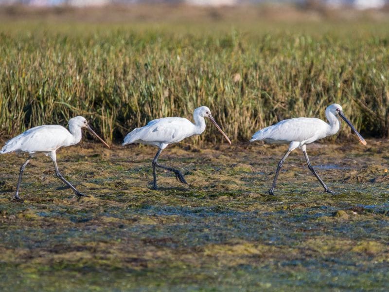 Birdwatching Europe