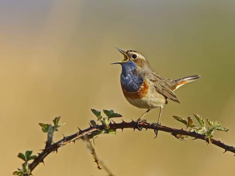 Birdwatching Europe