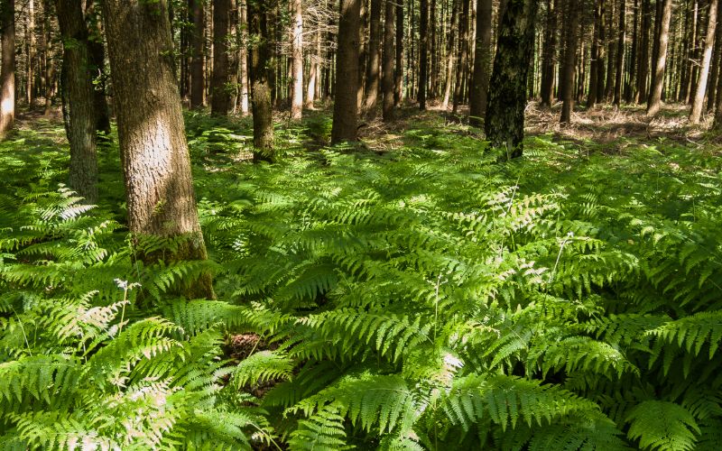 Veluwe Ermelo