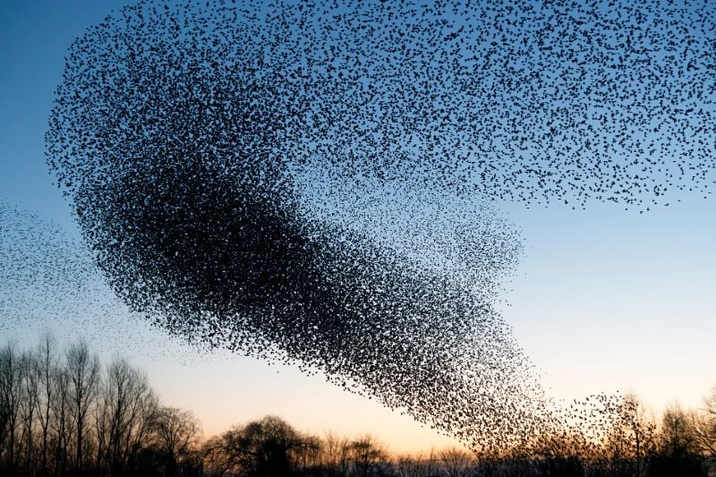 Swarm of starlings