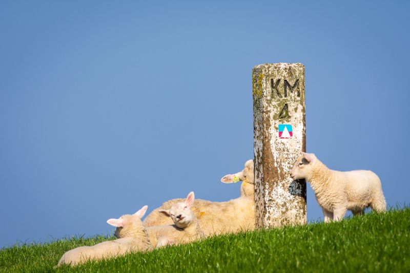 Lambs on Texel